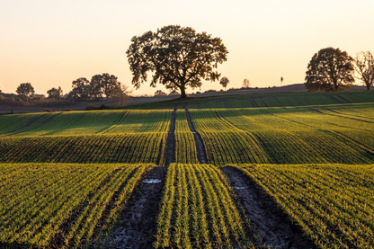 Trees on Field Scenery Photograph Print 100% Australian Made