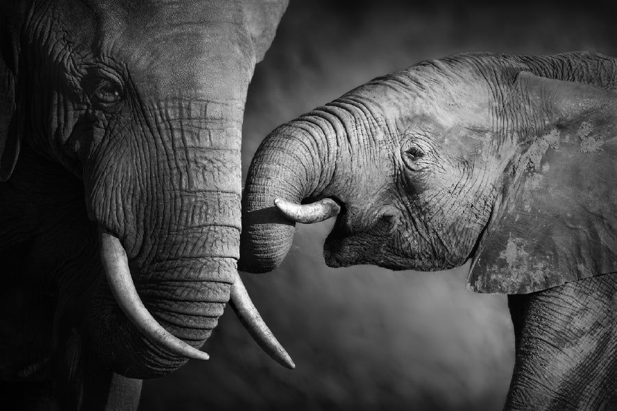 Baby Elephant with Mom B&W View Photograph Print 100% Australian Made