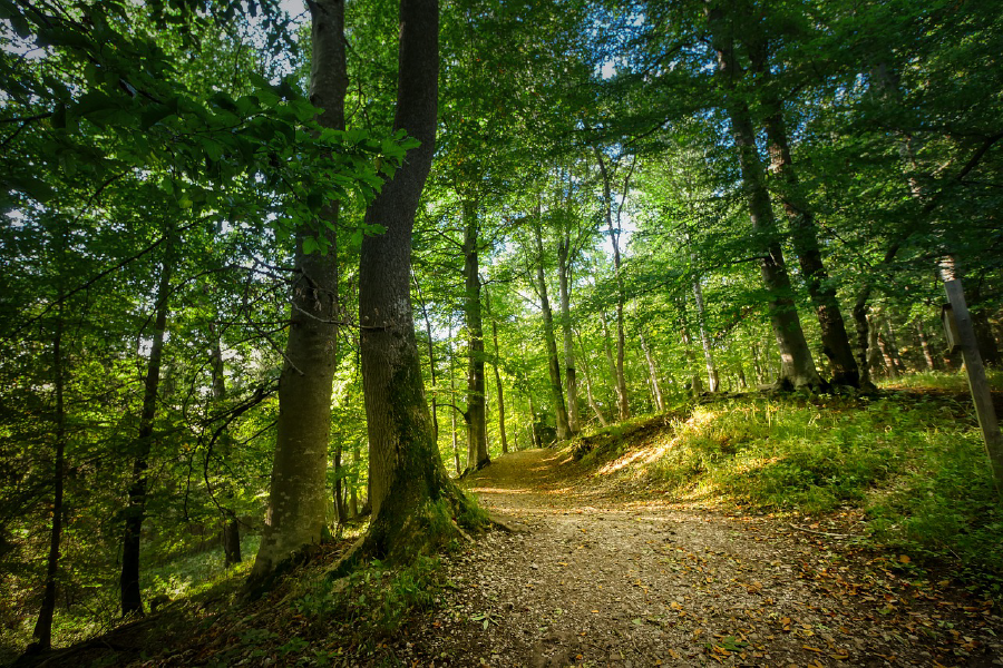 Footpath in Forest Photograph Print 100% Australian Made