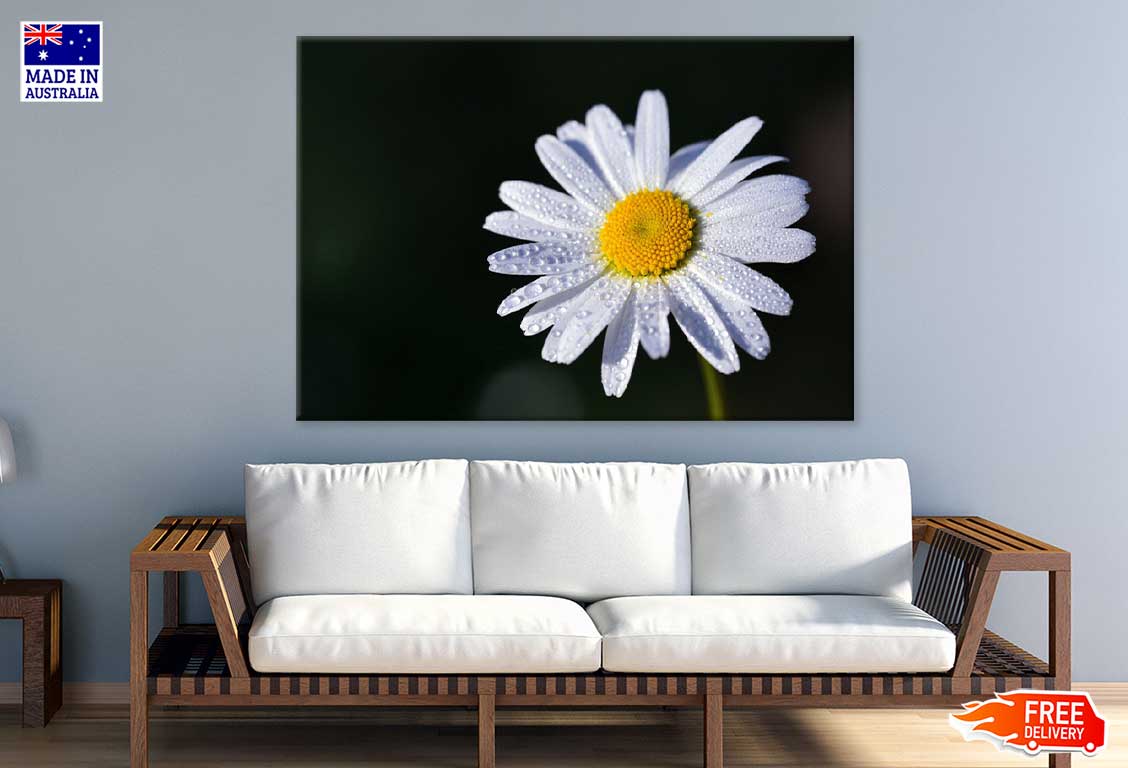 White Daisy Flower on Dark View Photograph Print 100% Australian Made