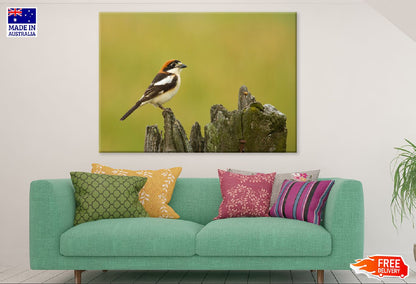 Red Headed Shrike Bird on Wood Photograph Print 100% Australian Made