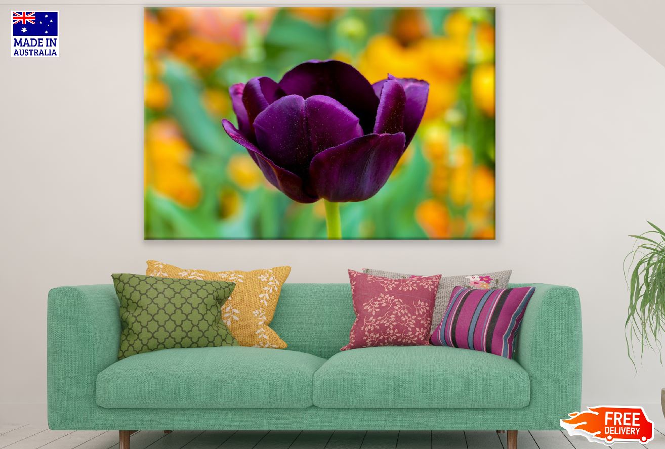 Purple Tulip Flower Closeup Photograph Print 100% Australian Made