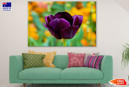 Purple Tulip Flower Closeup Photograph Print 100% Australian Made