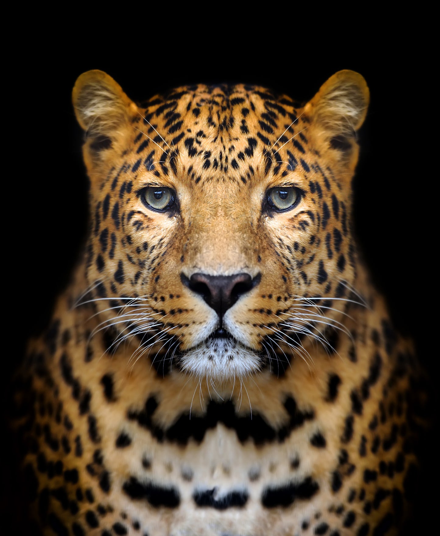 Leopard Portrait Photograph Print 100% Australian Made