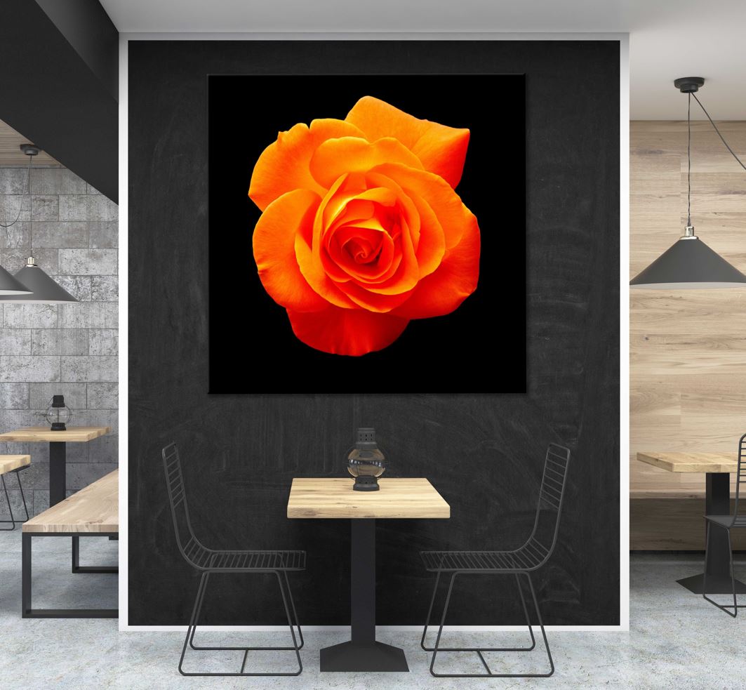 Square Canvas Orange Rose Dark Photograph High Quality Print 100% Australian Made