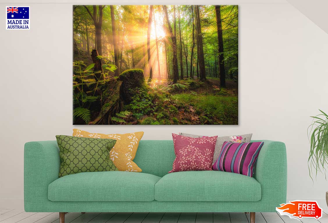 Sunrays in Forest Photograph Print 100% Australian Made