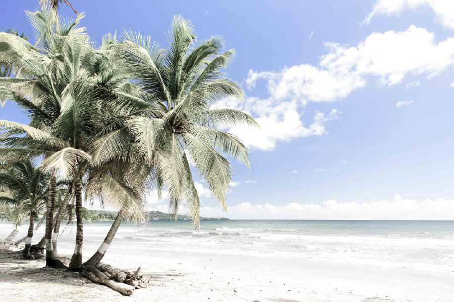 Plam Trees & Sea Cloudy Sky Home Decor Premium Quality Poster Print Choose Your Sizes