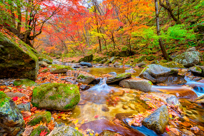 Bella Home Bangtaesan Mountain Autumn, Korea Print Canvas Ready to hang