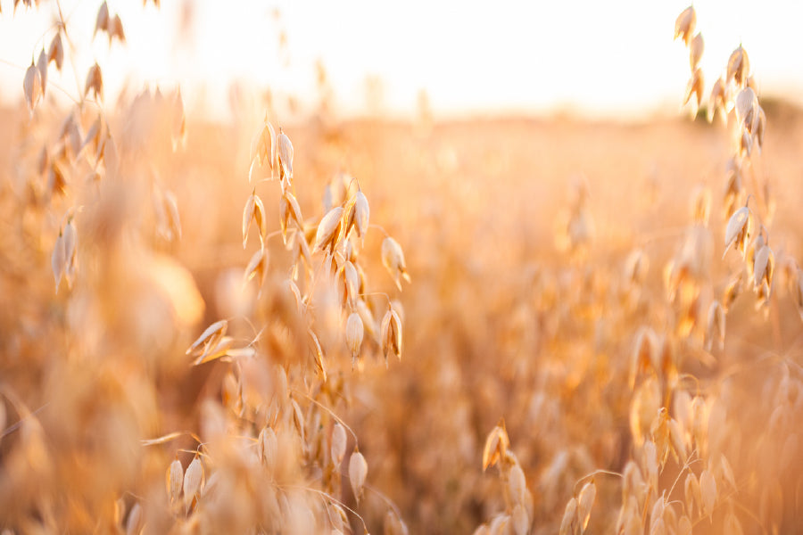 Oat Plants Field Closeup View Photograph Home Decor Premium Quality Poster Print Choose Your Sizes