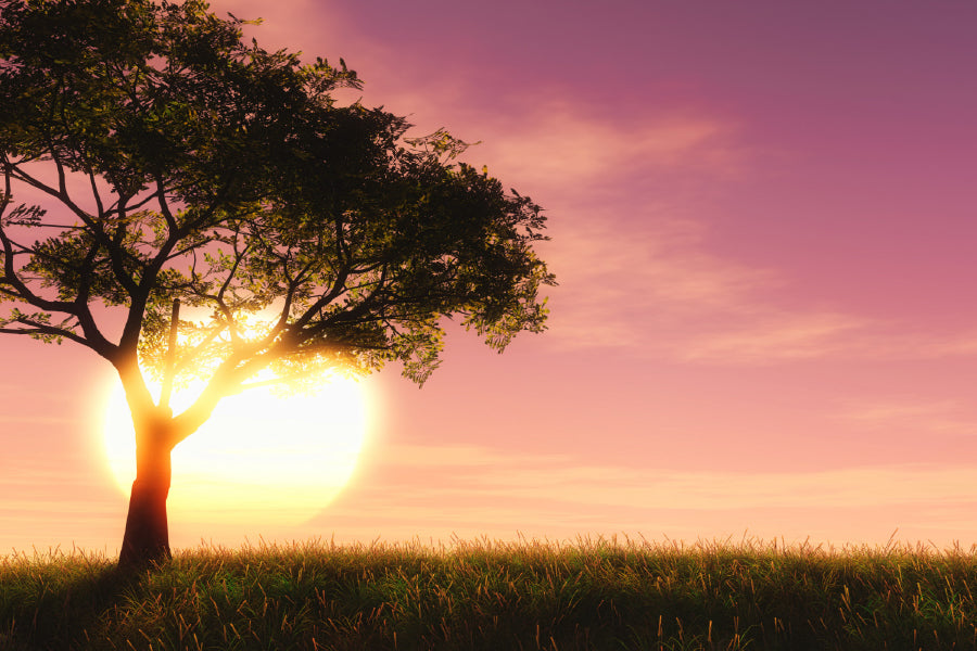 Alone Tree on Grass Sunset View Photograph Print 100% Australian Made