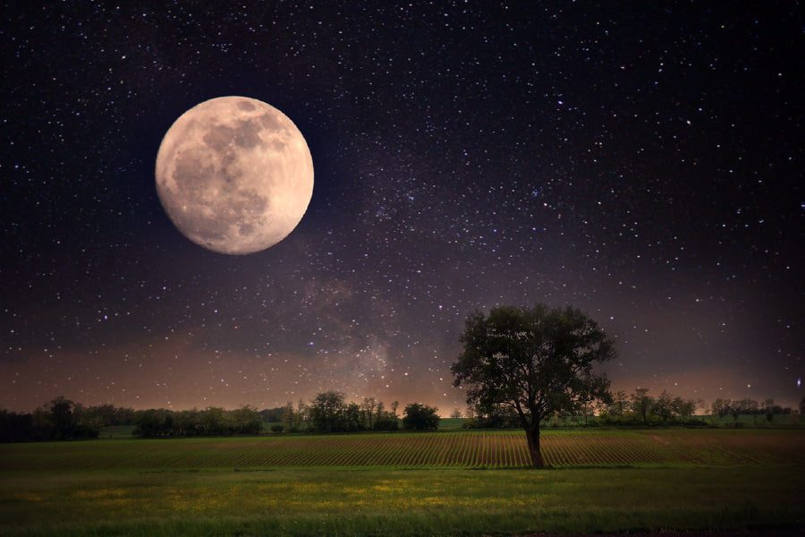 Lonely Tree & Night Moon View Photograph Print 100% Australian Made