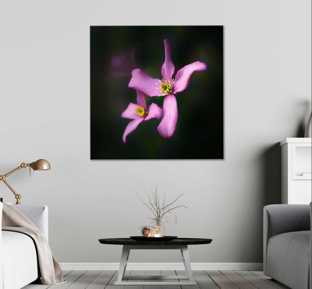 Square Canvas Pink Gentians Flower on Dark Photograph High Quality Print 100% Australian Made