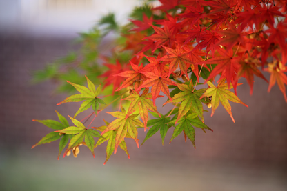 Colorful Tree Branch Closeup Photograph Print 100% Australian Made