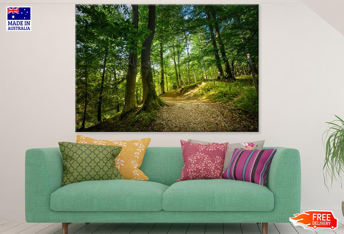 Footpath in Forest Photograph Print 100% Australian Made