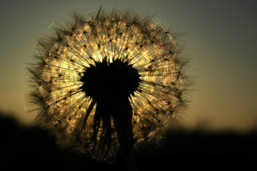 Dandelions on Sunset Photograph Print 100% Australian Made