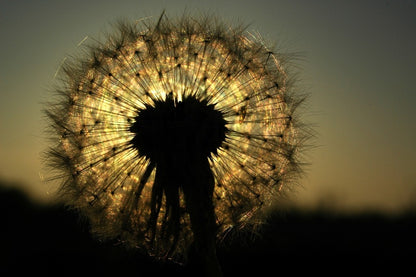 Dandelions on Sunset Photograph Print 100% Australian Made