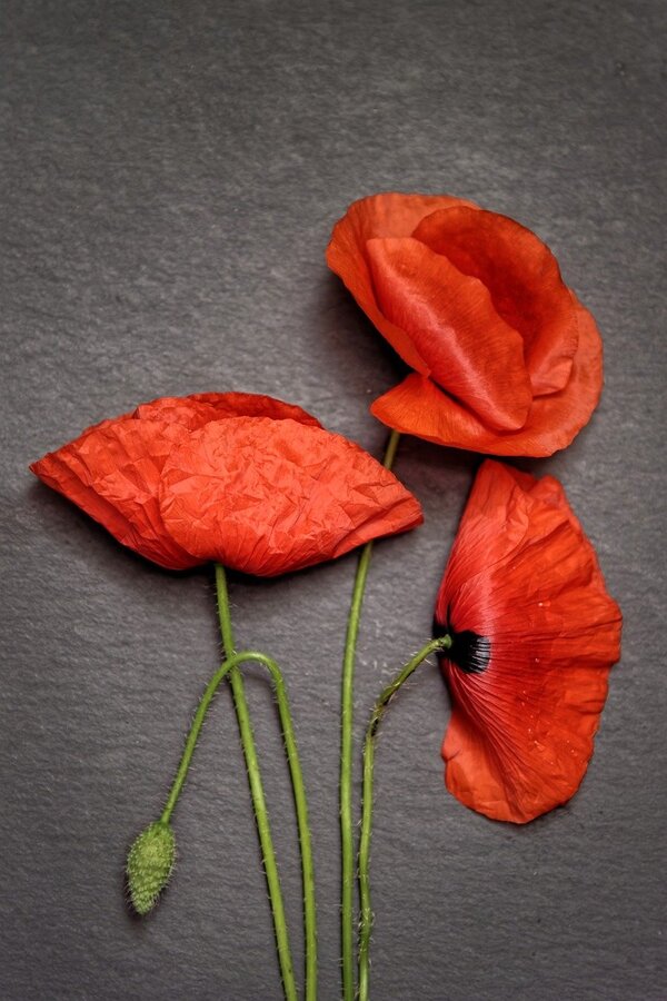 Red Poppies Closeup Photograph Print 100% Australian Made
