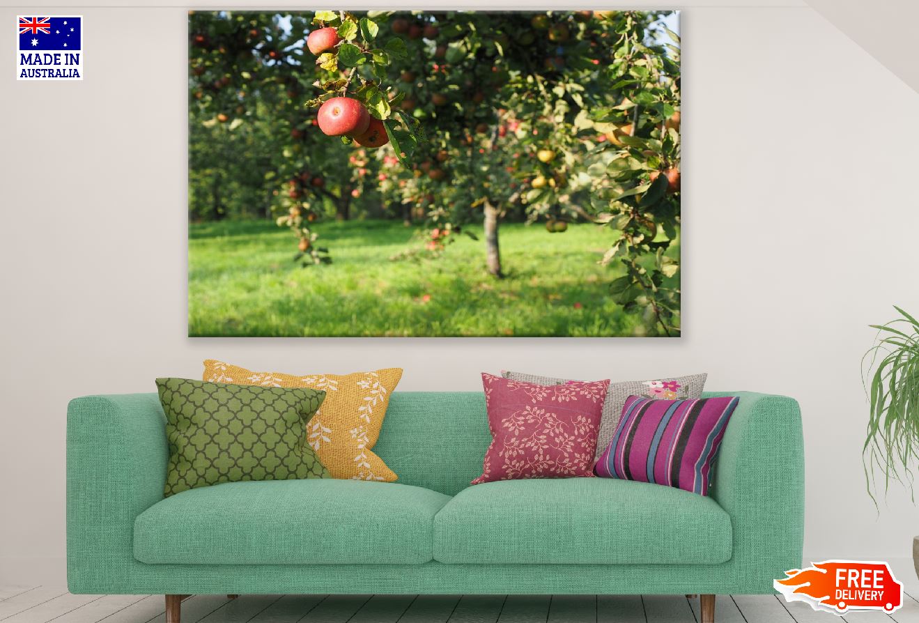 Apples Trees Closeup Photograph Print 100% Australian Made