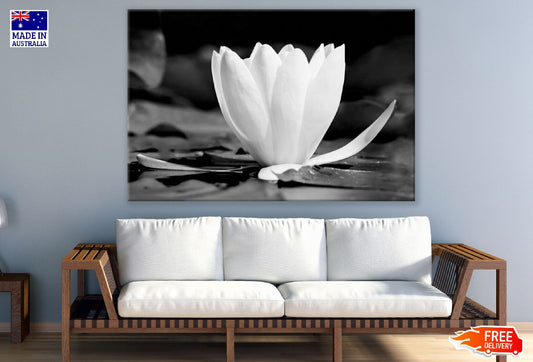 White Lotus Flower B&W Photograph Print 100% Australian Made