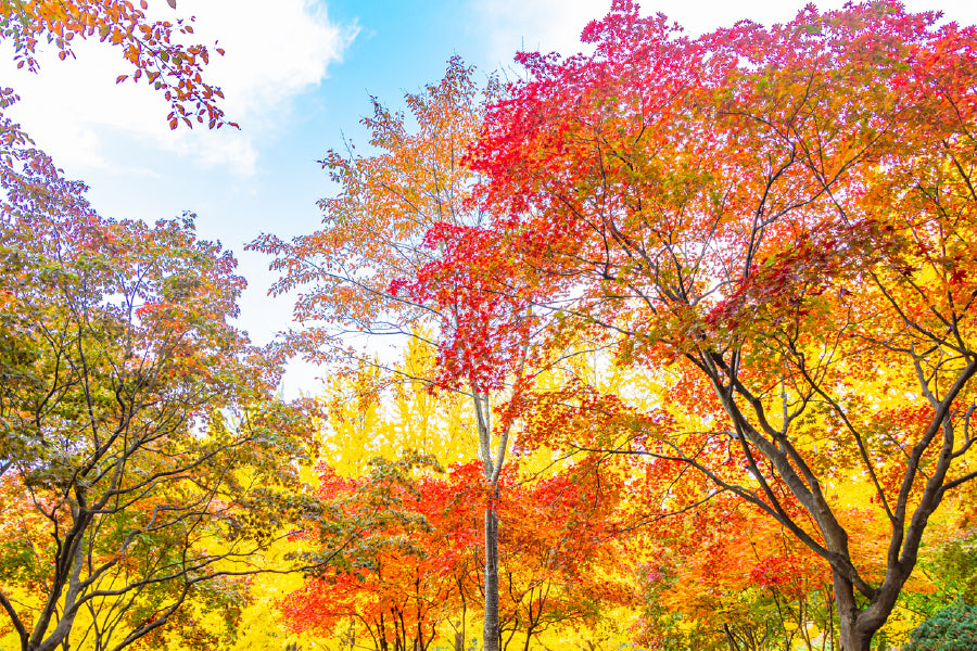 Yellow Orange Autumn Trees View Photograph Print 100% Australian Made