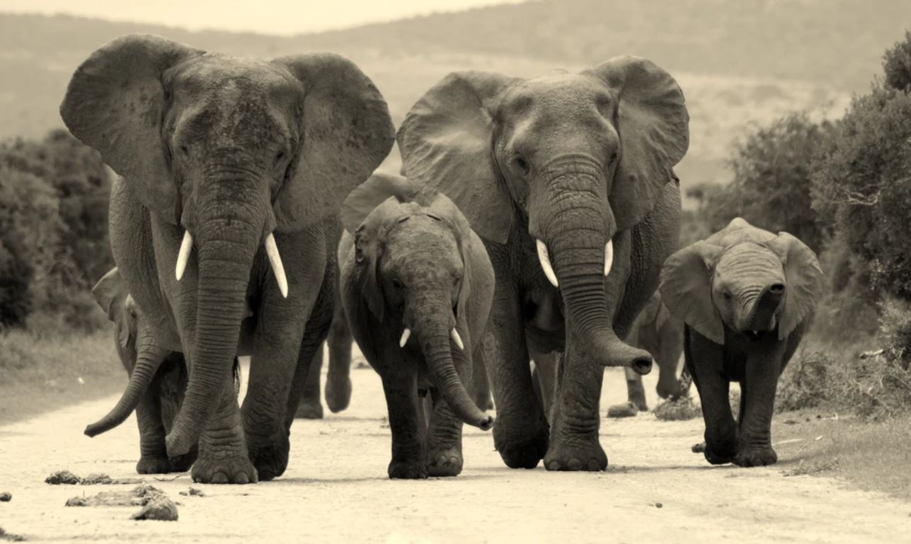 Elephants Walking on Road B&W Photograph Home Decor Premium Quality Poster Print Choose Your Sizes