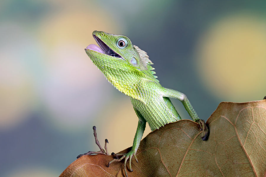 Chameleons Reptile Closeup View Photograph Print 100% Australian Made