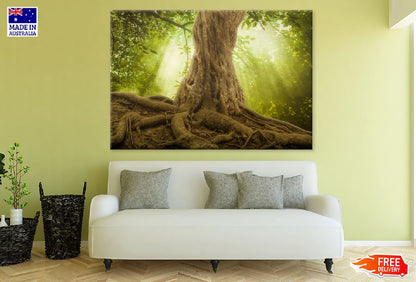 Big Tree Roots & Sunshine Forest Photograph Print 100% Australian Made