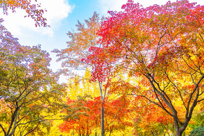 Yellow Orange Autumn Trees View Photograph Home Decor Premium Quality Poster Print Choose Your Sizes