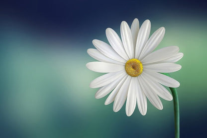 White Marguerite Flower Closeup Photograph Print 100% Australian Made
