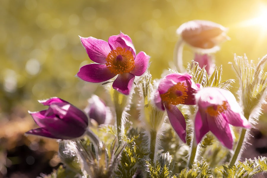 Pink Anemones Flower Spring Sunset Photograph Print 100% Australian Made