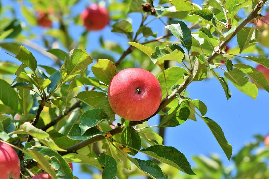 Apple on Tree Closeup Photograph Print 100% Australian Made