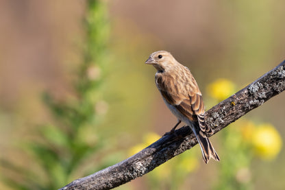 Young Bird on Branch Closeup View Photograph Home Decor Premium Quality Poster Print Choose Your Sizes