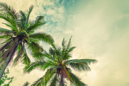 Beach Palm Trees with Sky View Photograph Print 100% Australian Made