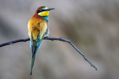 Bee Eater Bird on Branch View Photograph Print 100% Australian Made