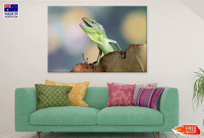 Chameleons Reptile Closeup View Photograph Print 100% Australian Made