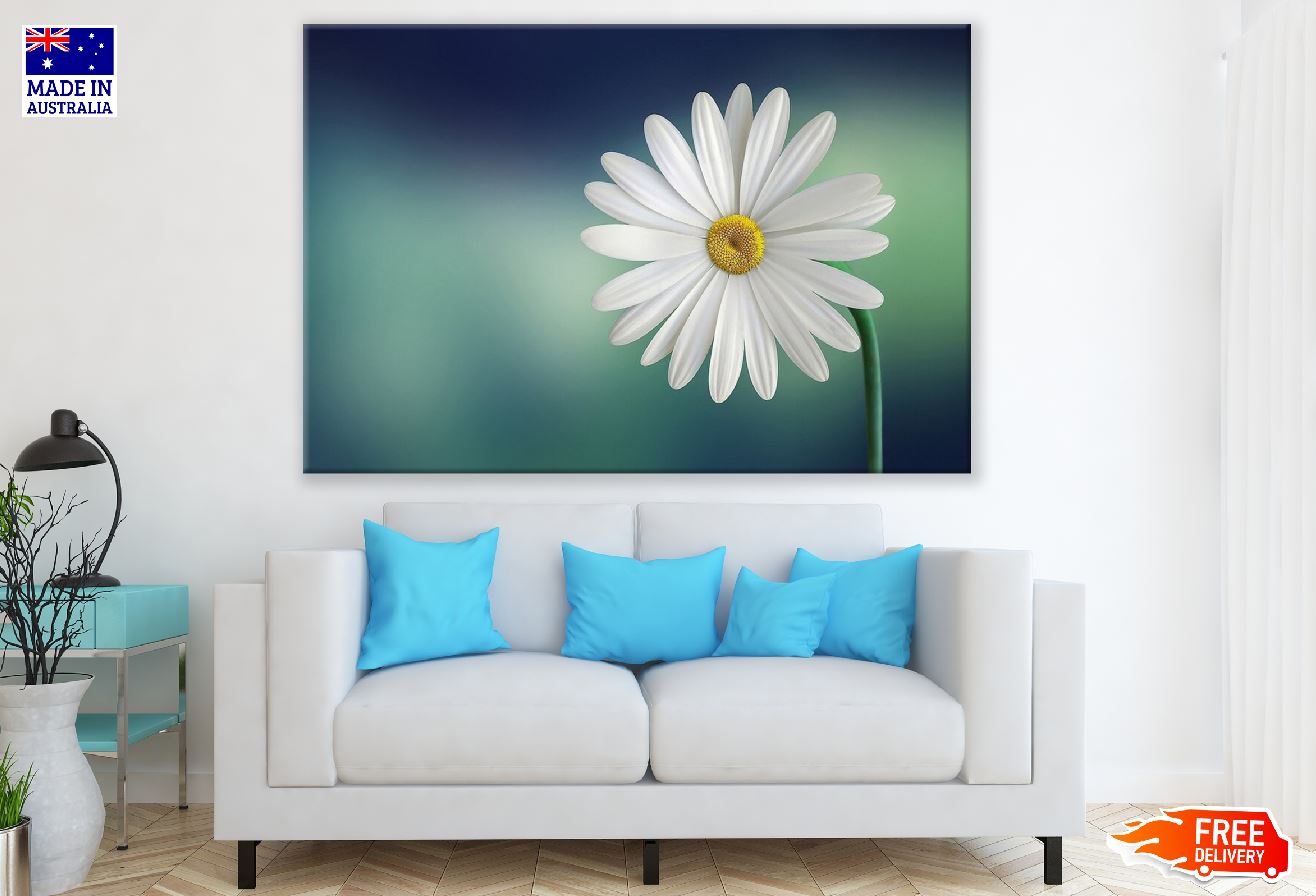 White Marguerite Flower Closeup Photograph Print 100% Australian Made