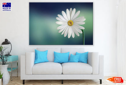 White Marguerite Flower Closeup Photograph Print 100% Australian Made