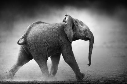 Baby Elephant B&W View Photograph Print 100% Australian Made