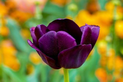 Purple Tulip Flower Closeup Photograph Print 100% Australian Made