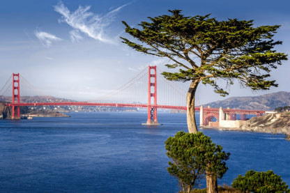 Golden Gate Bridge & Cypress Tree View Photograph Home Decor Premium Quality Poster Print Choose Your Sizes