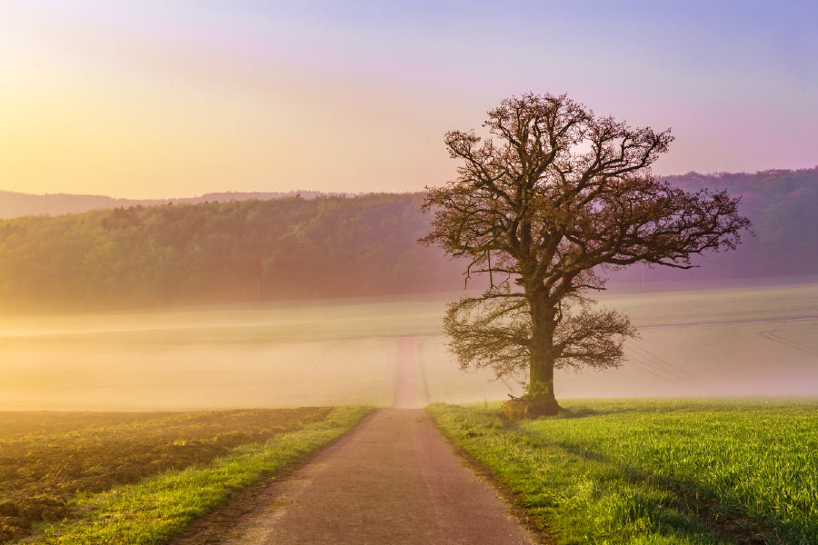 Tree in Misty Summer View Photograph Germany Print 100% Australian Made