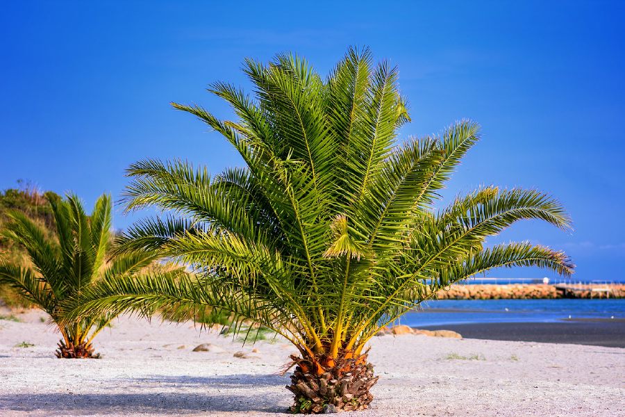 Palm Trees Near Sea Photograph Print 100% Australian Made