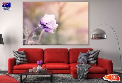 Purple Anemone Flower Closeup Photograph Print 100% Australian Made