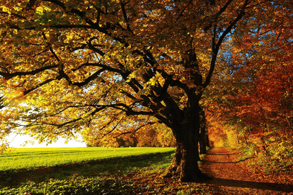 Autumn Linden Trees on a Sunny Photograph Print 100% Australian Made