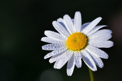 White Daisy Flower on Dark View Photograph Print 100% Australian Made