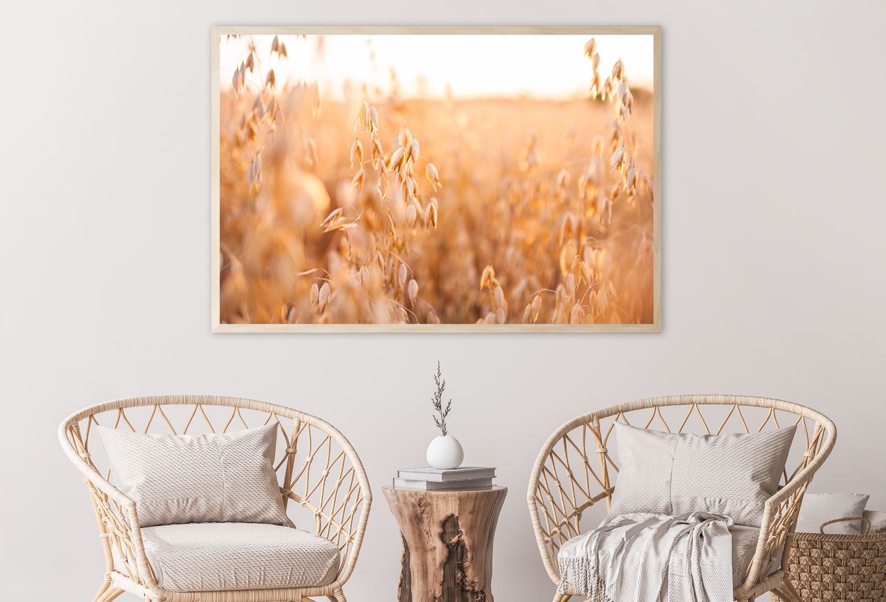 Oat Plants Field Closeup View Photograph Home Decor Premium Quality Poster Print Choose Your Sizes