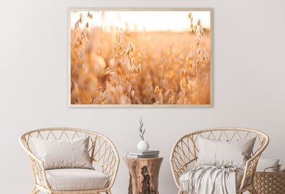 Oat Plants Field Closeup View Photograph Home Decor Premium Quality Poster Print Choose Your Sizes