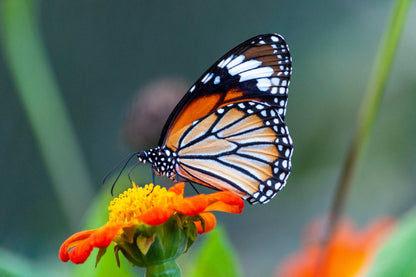 Butterfly on Orange Flower View Photograph Print 100% Australian Made