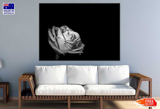 Rose Flower on Dark B&W View Photograph Print 100% Australian Made