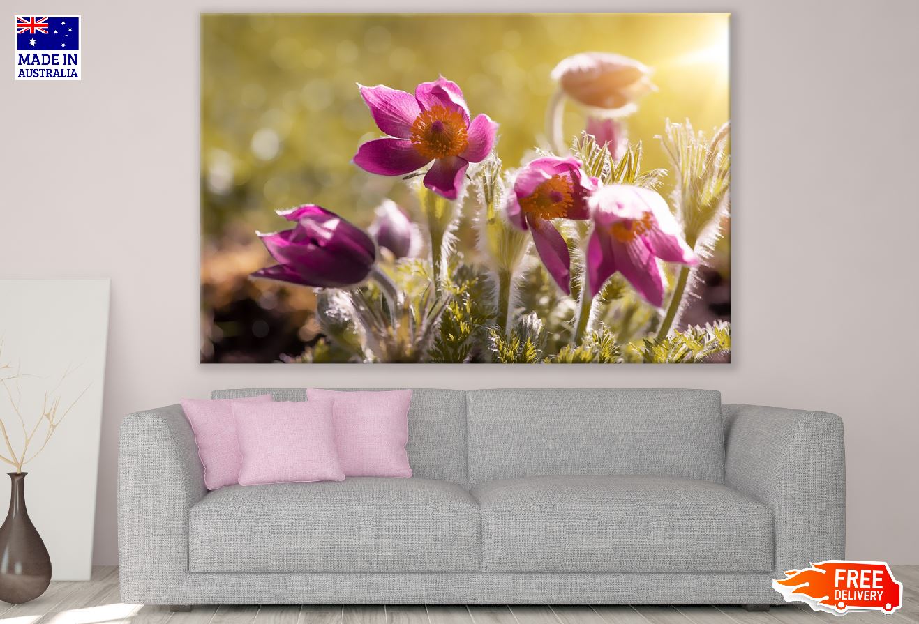 Pink Anemones Flower Spring Sunset Photograph Print 100% Australian Made